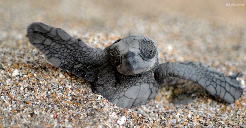 kuta-sea-turtle-society