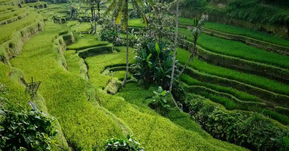 bali-rice-terraces