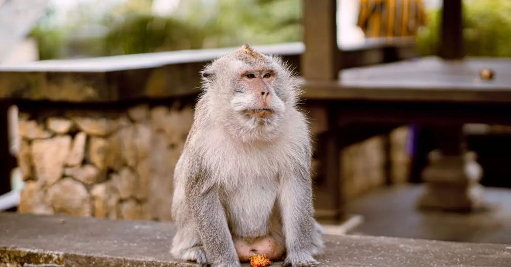 the-monkey-padang-padang-beach