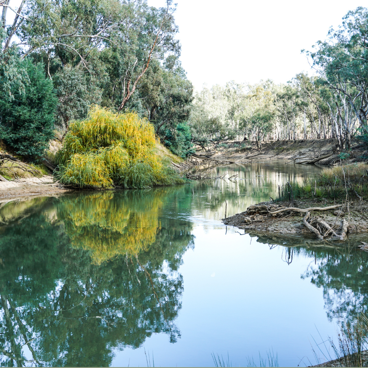 river bed with trees