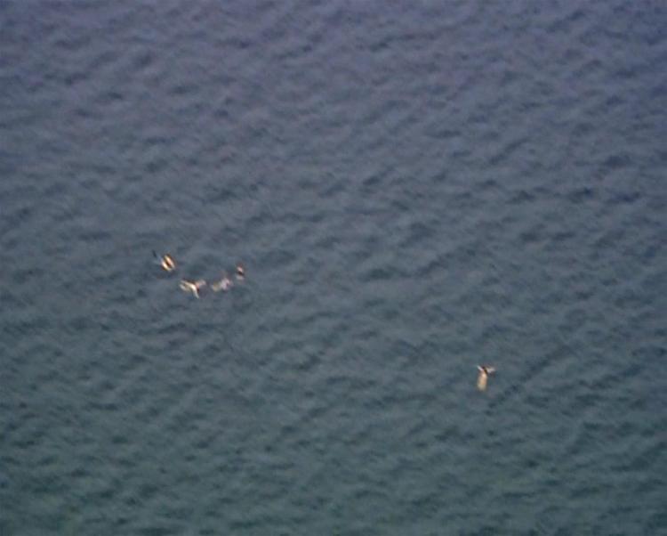 Aerial photo of five people in water.