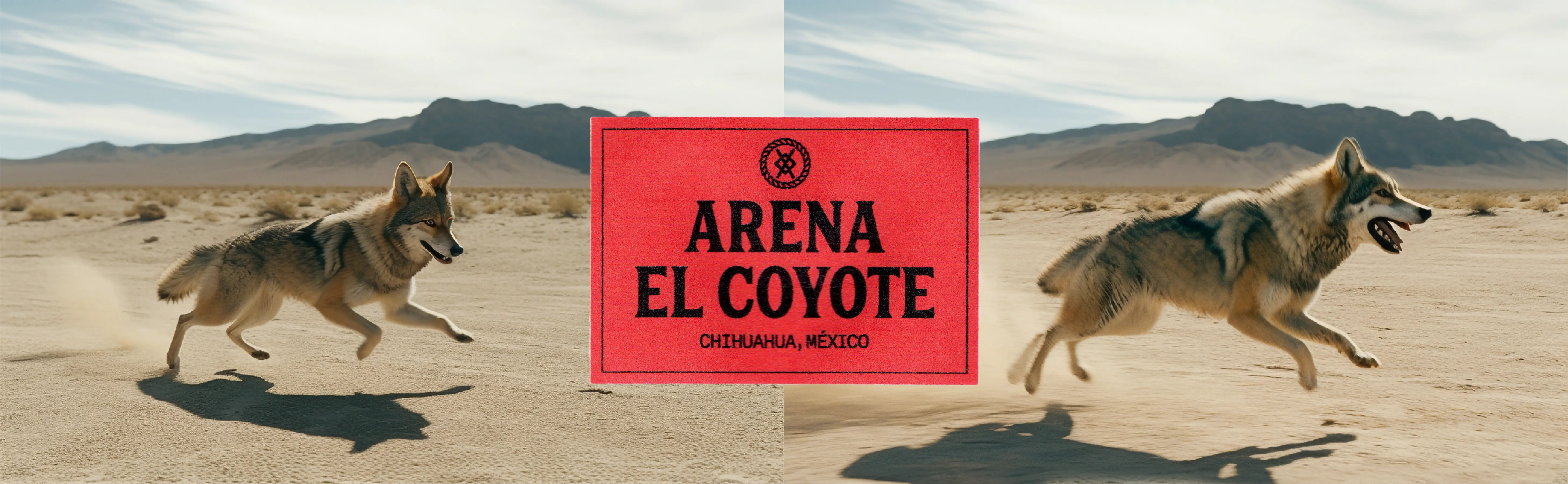 Coyote - Image 3