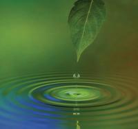 Leaf droplets on lake
