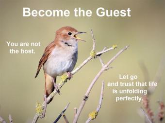 bird on a branch with quote about being the guest by Kari Hohne