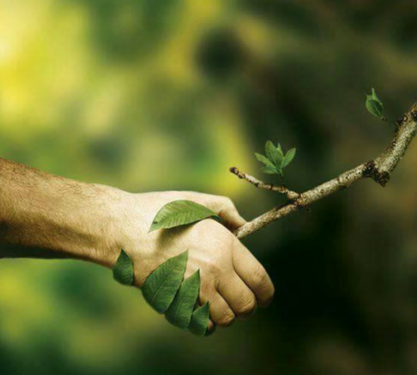 Human hand shaking with tree