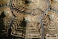 Tortoise shell