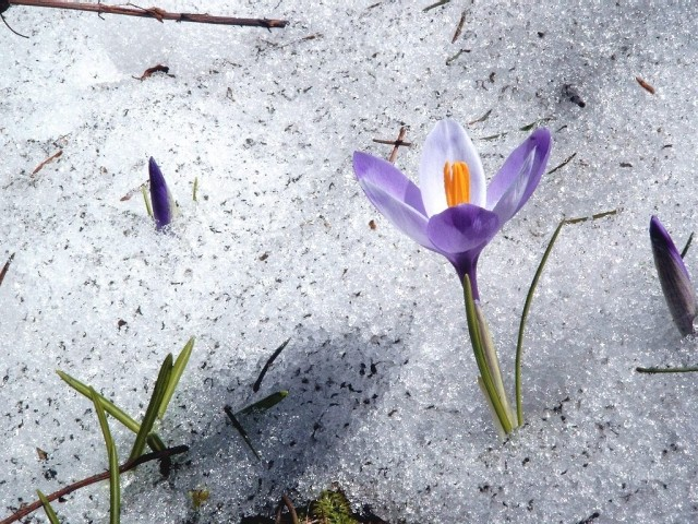 Tulilp flower in the snow