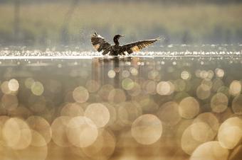 Duck splashing on lake