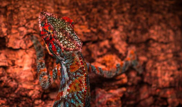 lizard showing colors against rock