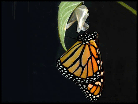 butterfly coming out of cocoon