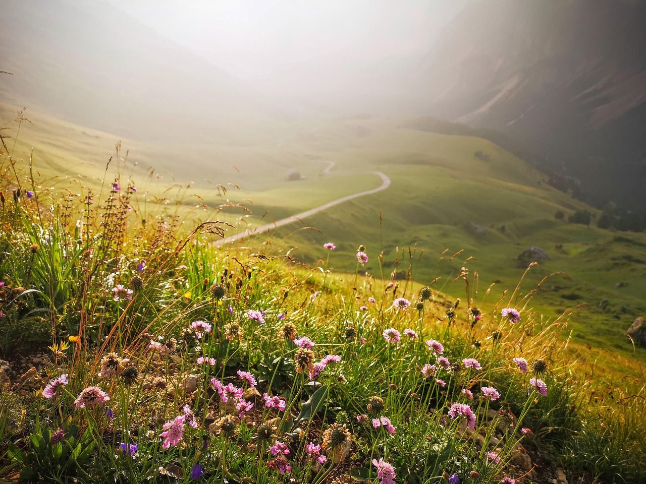 Field of wildflowers