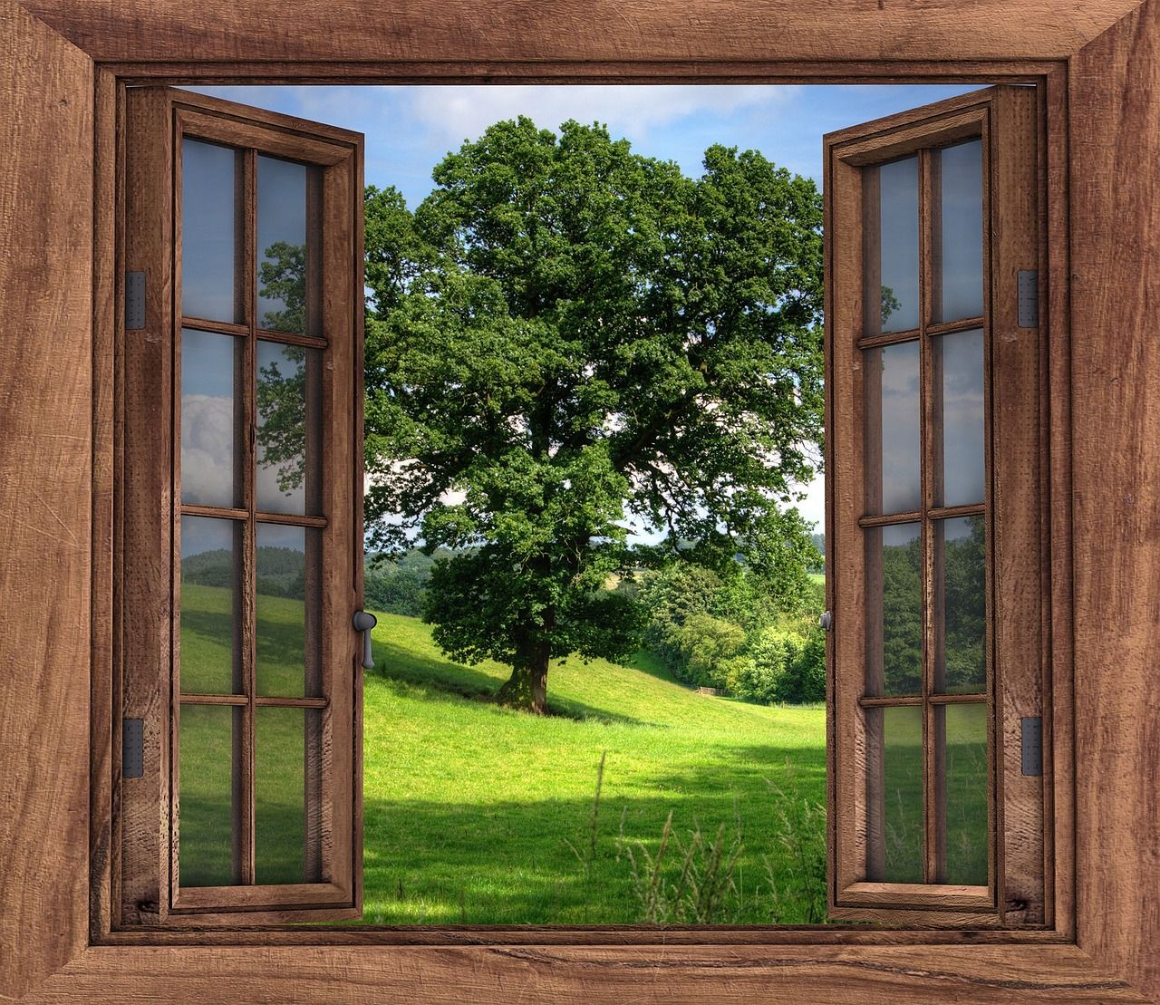 Open window and tree