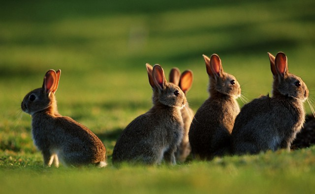 Rabbits on field