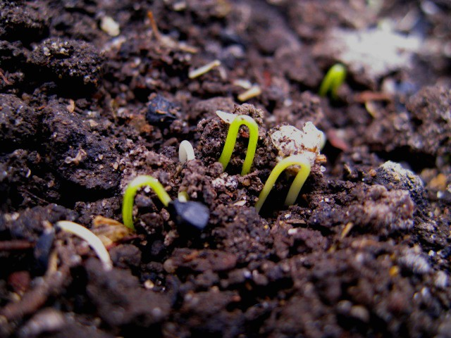 seedlings growing from ground