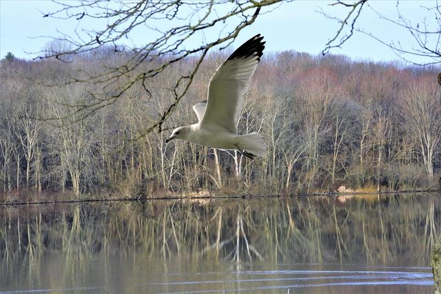 Bird flying low over water