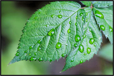 water droplets on green mint leaves