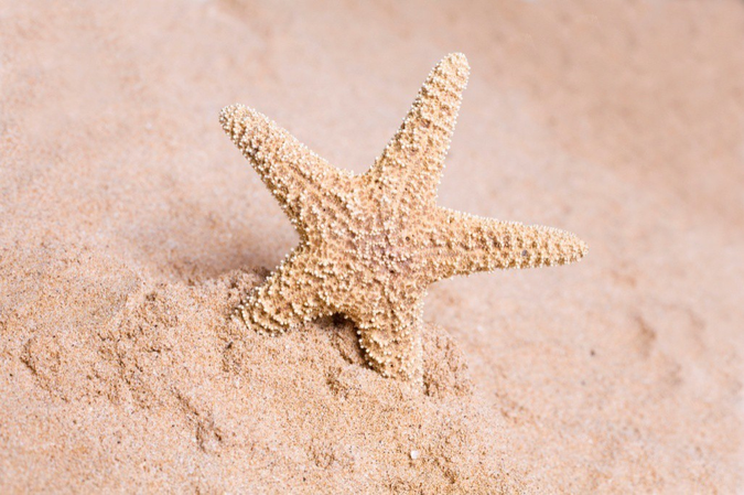 Sand dollar in sand