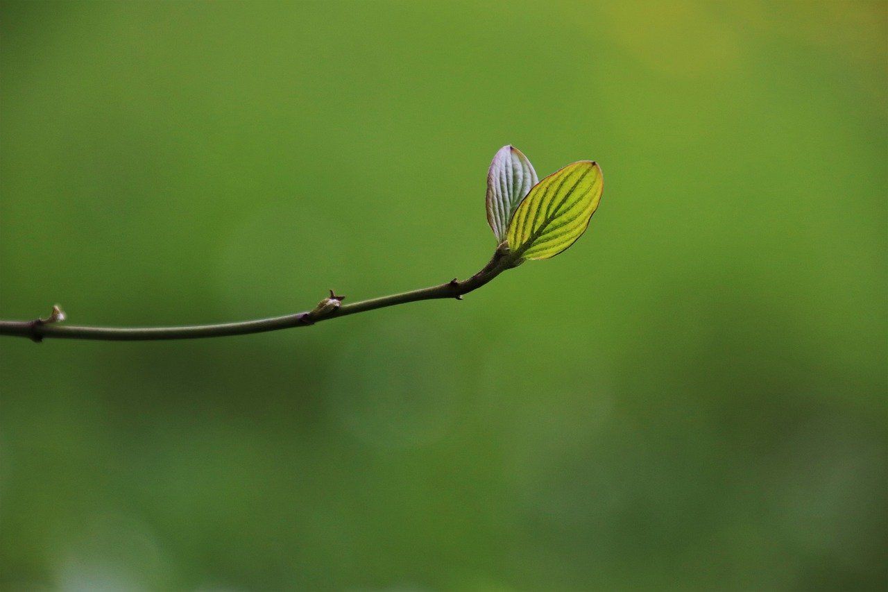 A long branch with simple leaf