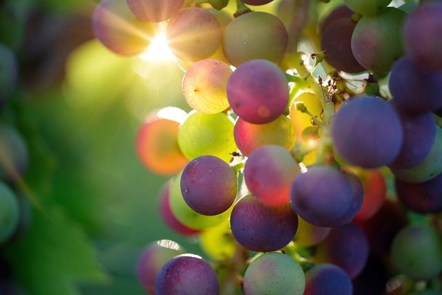 grapes in sunlight