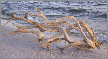 branch driftwood on beach