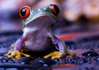 colorful frog chien