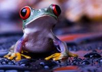 colorful frog chien
