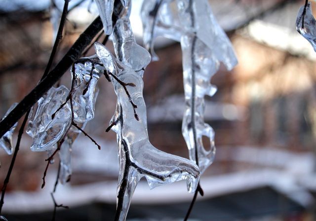 Branches covered in ice
