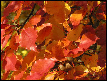 fall tree leaves in sunlight