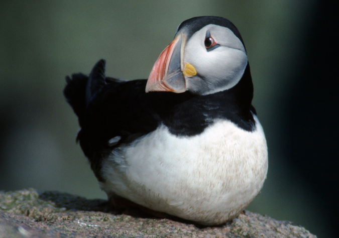 Puffin bird