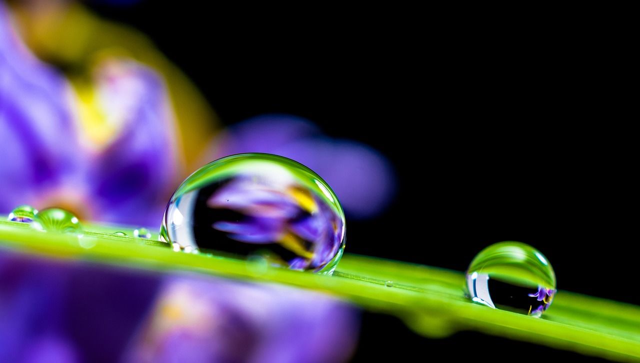 drops of water on stalk