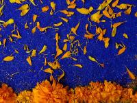 marigold petals