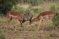 bucks butting heads with horns