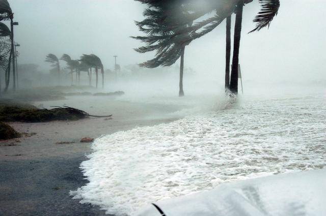 stormy beach and wind blown palm tree