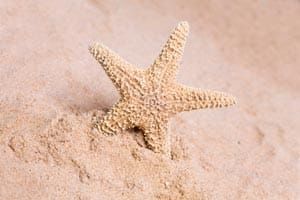 starfish in sand