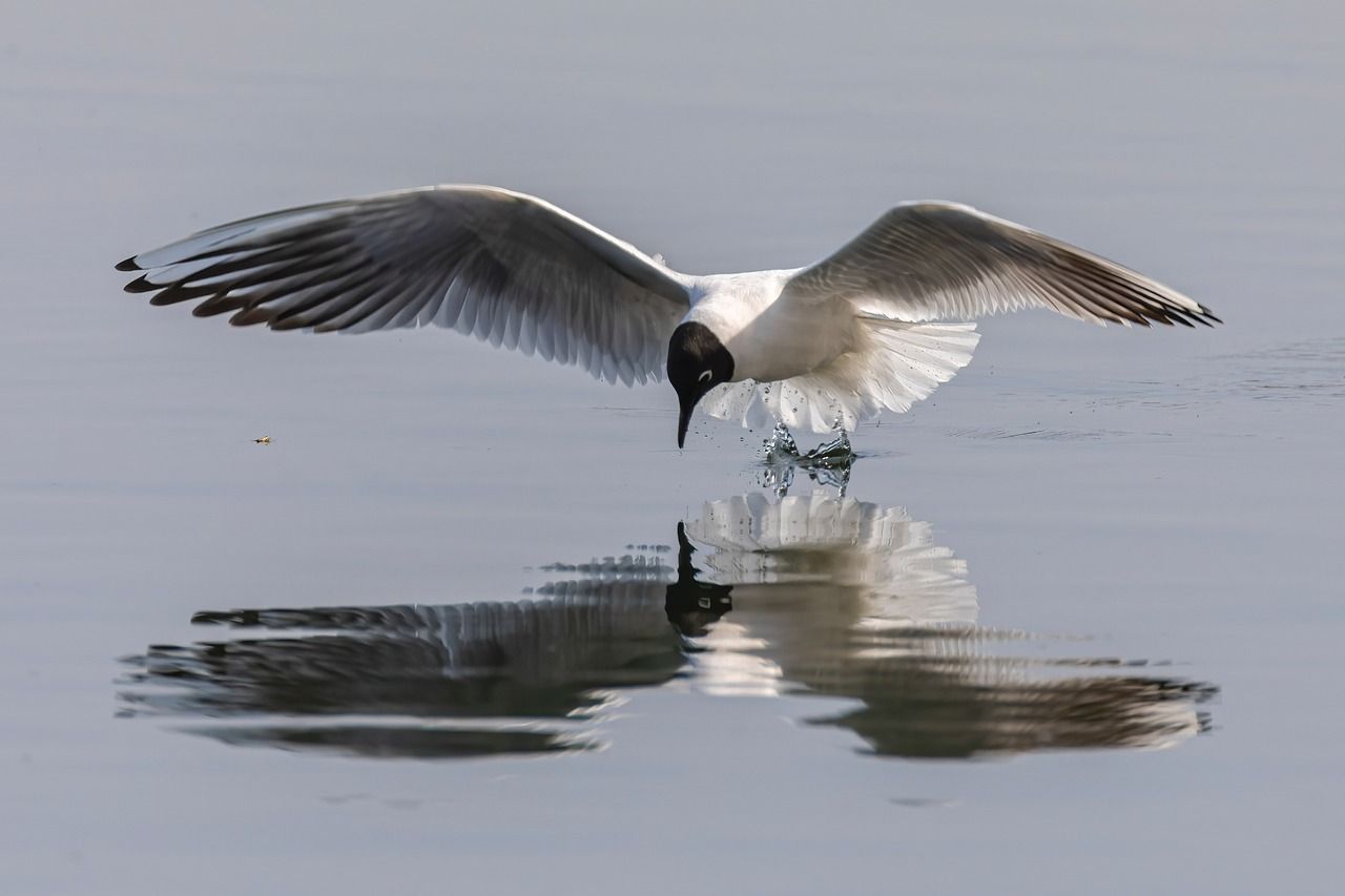 seagull reflection on lake