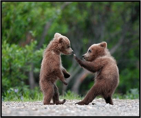 bear cubs playing in forest