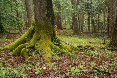 Moss covered tree in forest