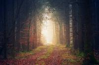 Light in forest path