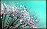 dandelion seed pod