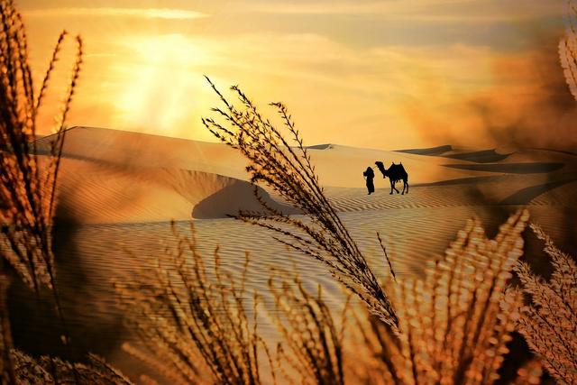 camel with handler on dune with sunset