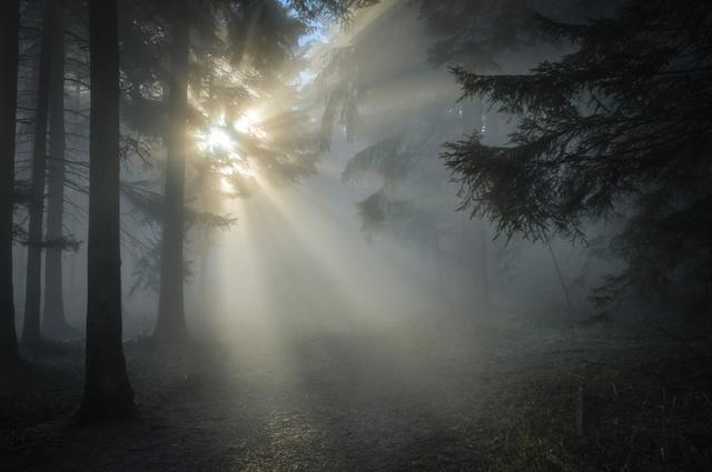 mist in morning forest