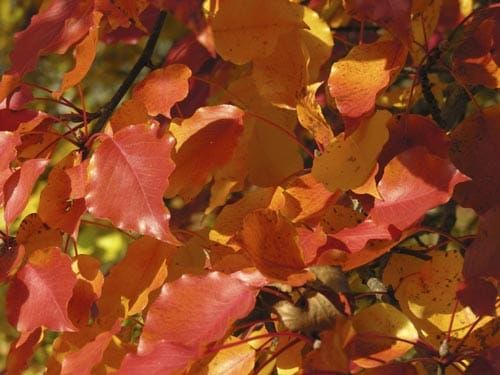 autumn leaves on tree close up