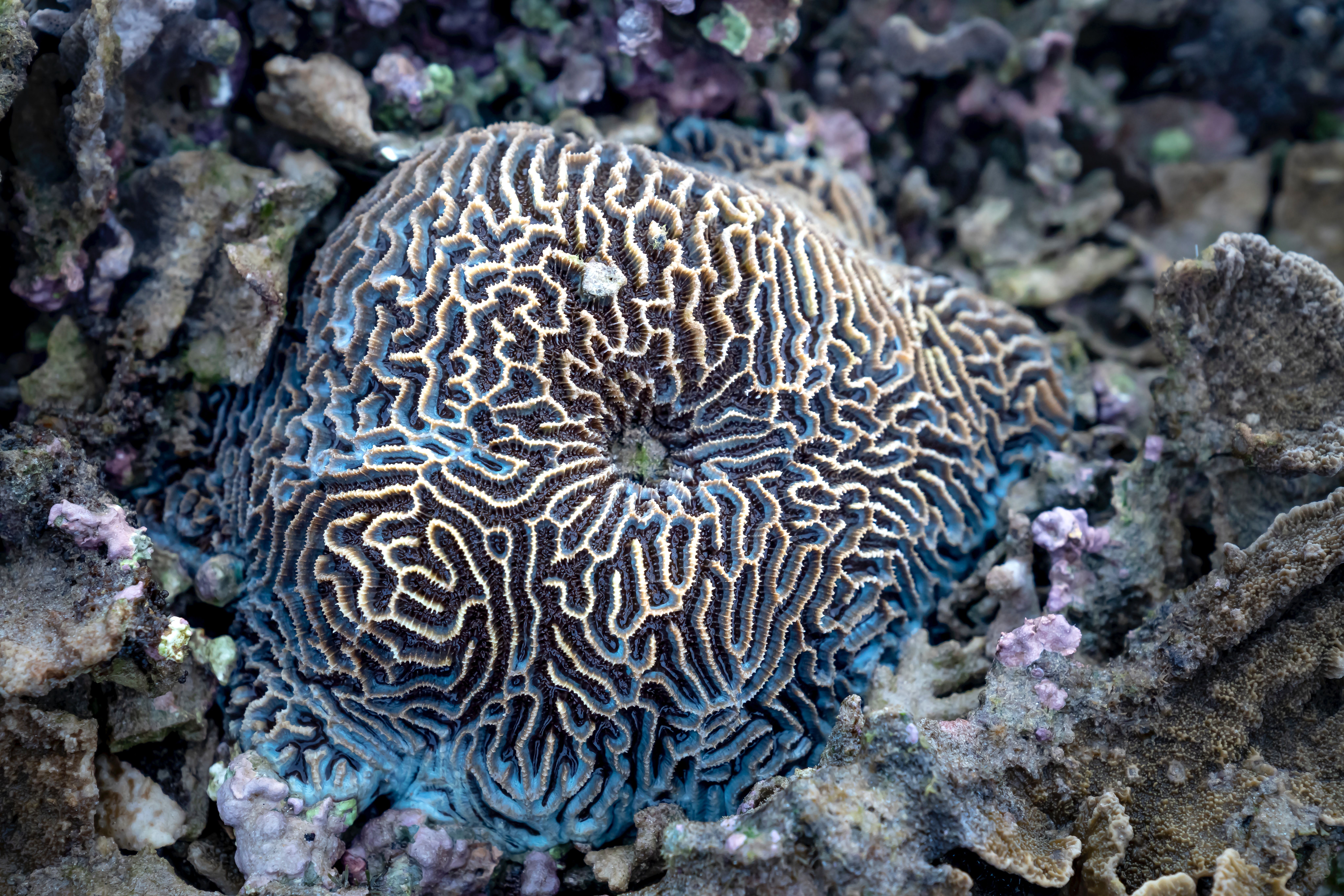 Brain coral in the sea