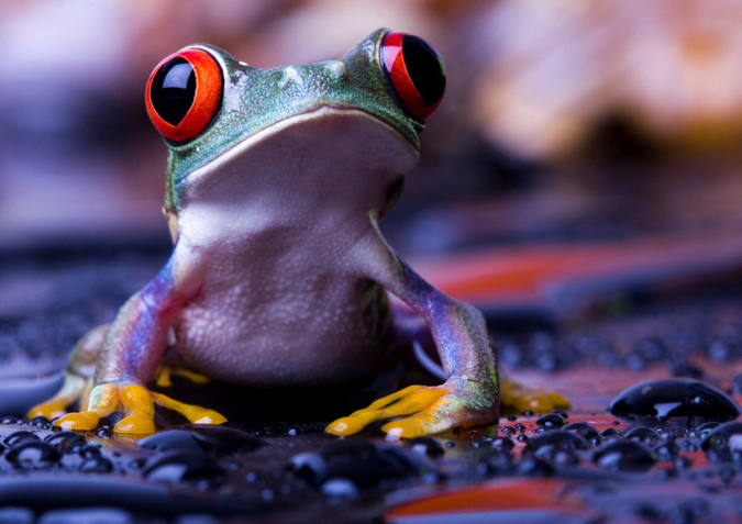 colorful jungle frog looking up with big eyes