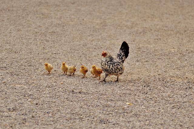 mother hen with chicks