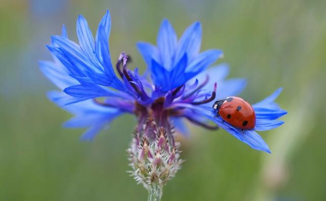 Ladybug walking on flower