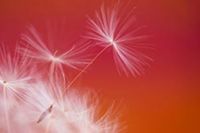 Dandelion seeds taking flight