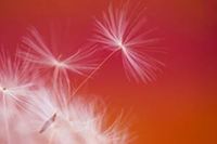 Dandelion seeds taking flight