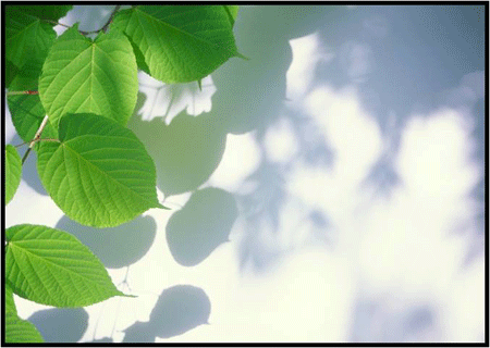 Leaves and shadows over wall