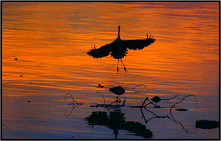 Bird taking off from lake at sunset